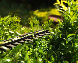 trimmer trimming laurels